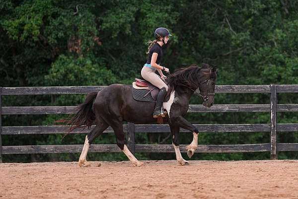 pinto-friesian-gelding