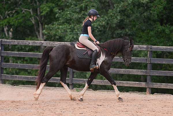youth-friesian-horse