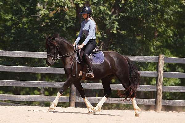 pinto-athletic-horse