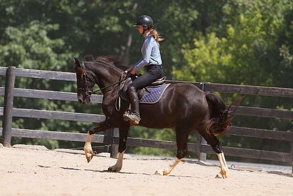 pinto-dressage-horse