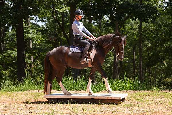 pinto-flashy-horse