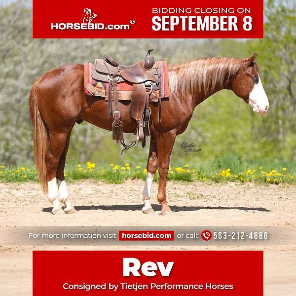 all-around-quarter-horse