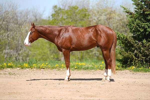 breeding-quarter-horse