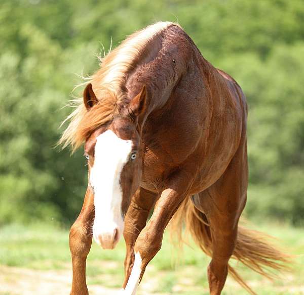 calf-roping-quarter-horse