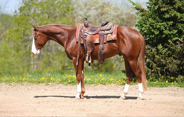 flashy-quarter-horse