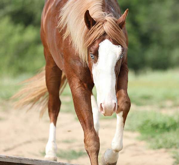 performance-quarter-horse