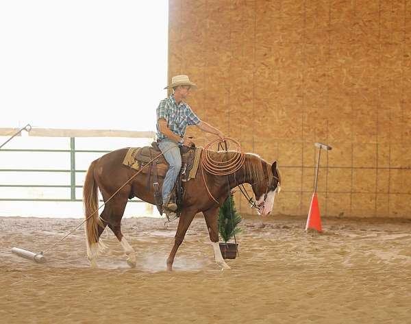 ranch-quarter-horse