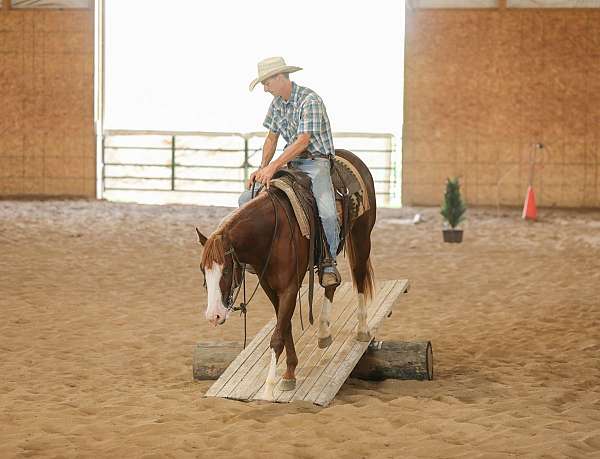 ranch-versatility-quarter-horse