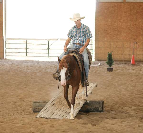 ranch-work-quarter-horse