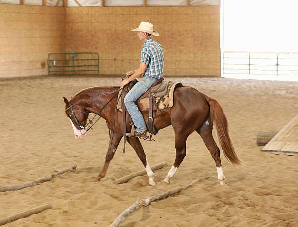 reined-cow-quarter-horse