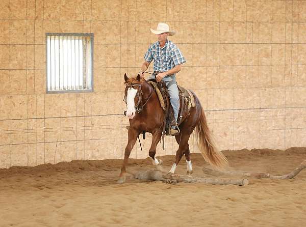 roping-quarter-horse