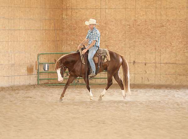 show-quarter-horse