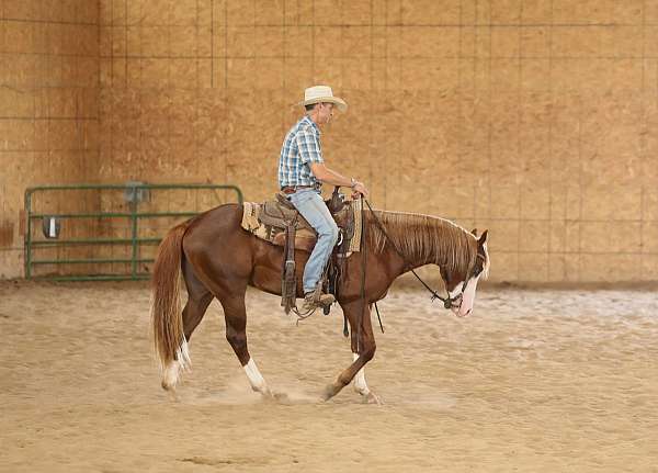 stallion-quarter-horse