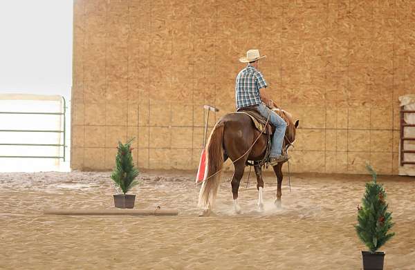 trail-riding-quarter-horse