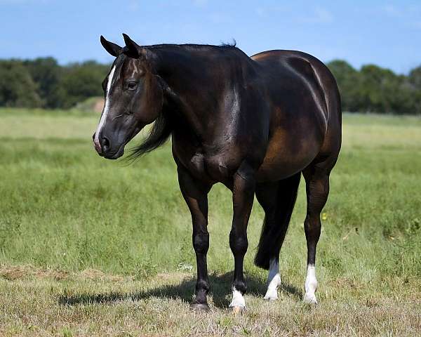 flashy-paint-horse