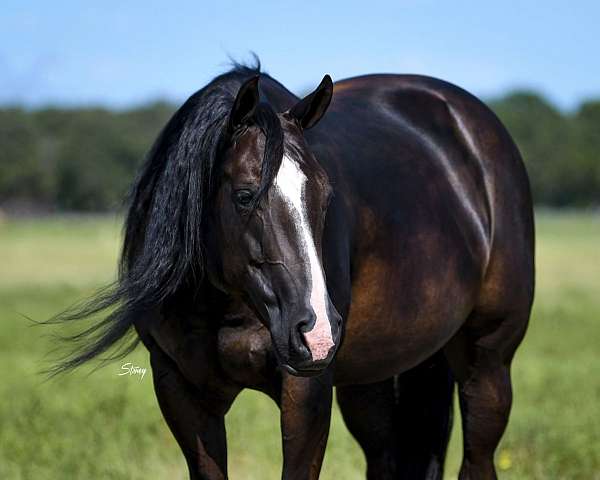 husband-safe-paint-horse