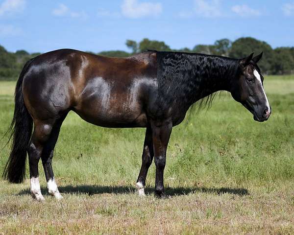 kid-safe-paint-horse