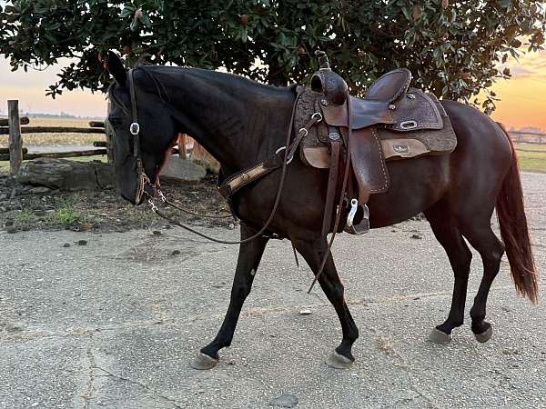 tennessee-walking-mare