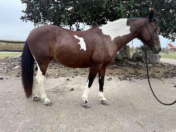 broodmare-pony