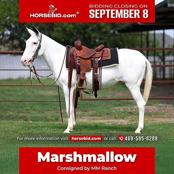 piebald-mule-mare