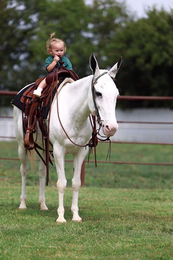 piebald-mule-for-sale