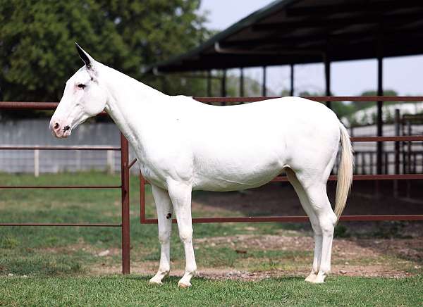 all-around-mule