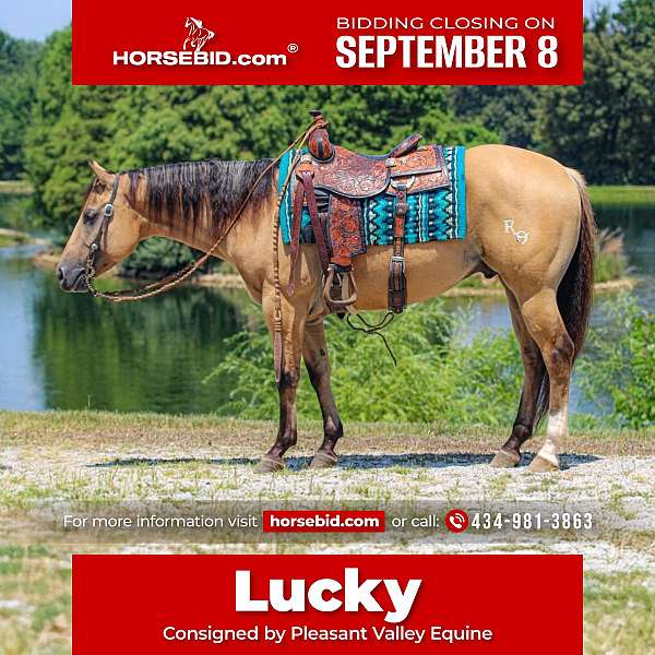 all-around-quarter-horse