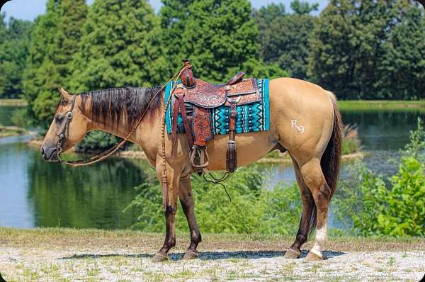 athletic-quarter-horse