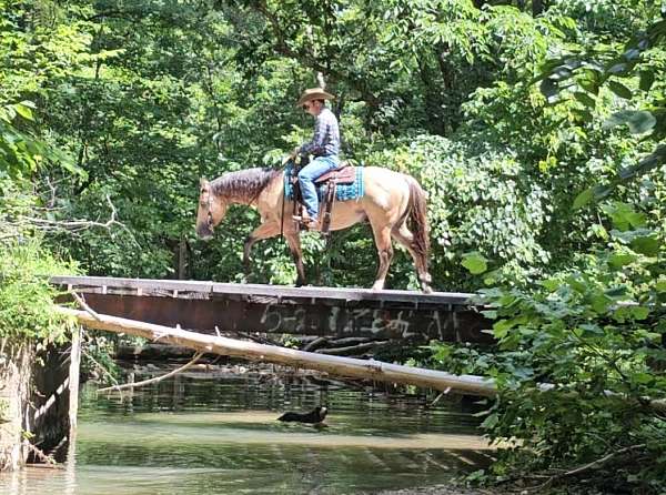 husband-safe-quarter-horse