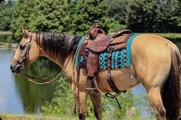 performance-quarter-horse