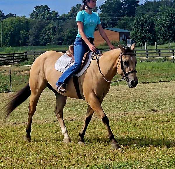 ranch-quarter-horse