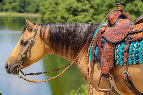ranch-versatility-quarter-horse