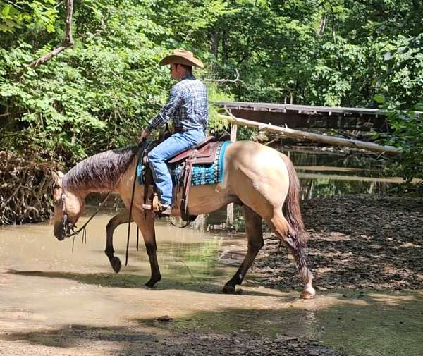 ranch-work-quarter-horse