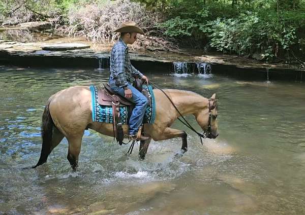 ridden-english-quarter-horse
