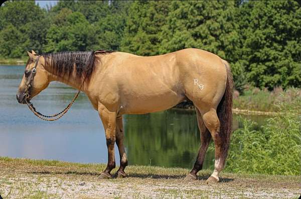 ridden-western-quarter-horse