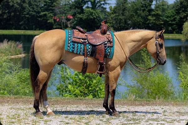 roping-quarter-horse