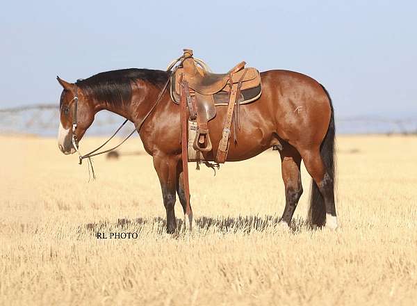 calf-roping-paint-horse