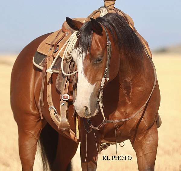 heel-paint-horse