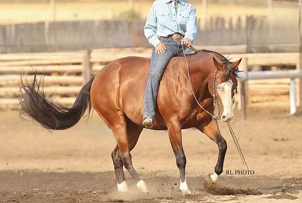 performance-paint-horse