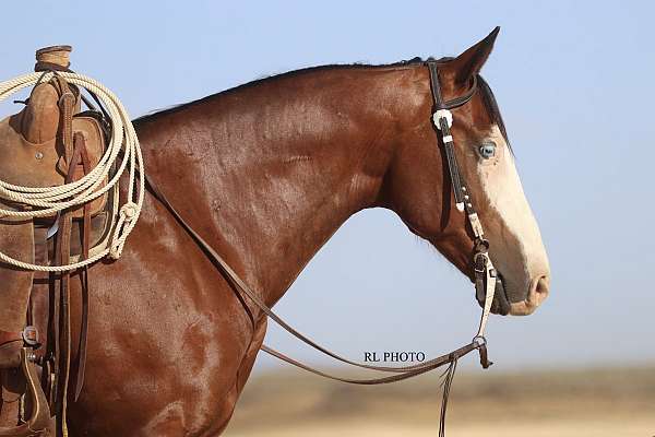 husband-safe-paint-horse