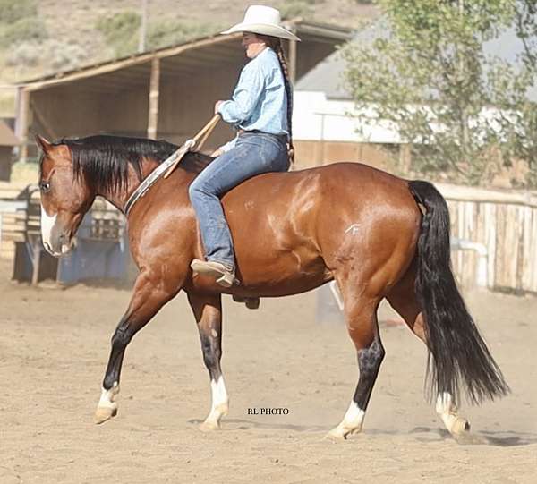 ranch-paint-horse