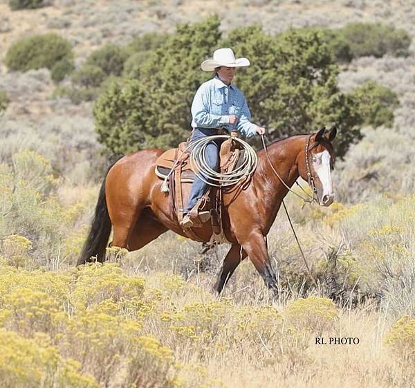 ranch-versatility-paint-horse