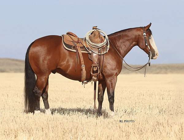 ranch-work-paint-horse