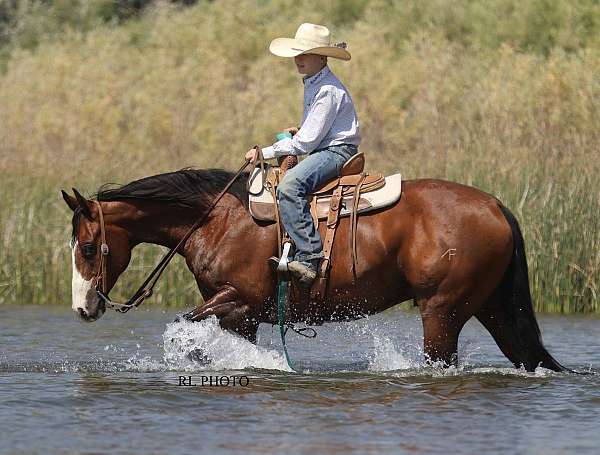 roping-paint-horse
