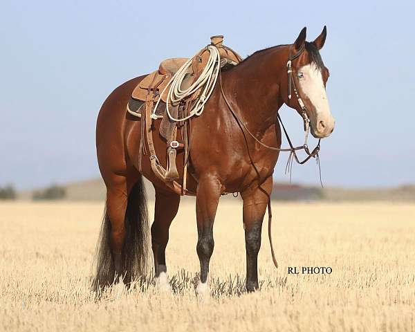 western-riding-paint-horse