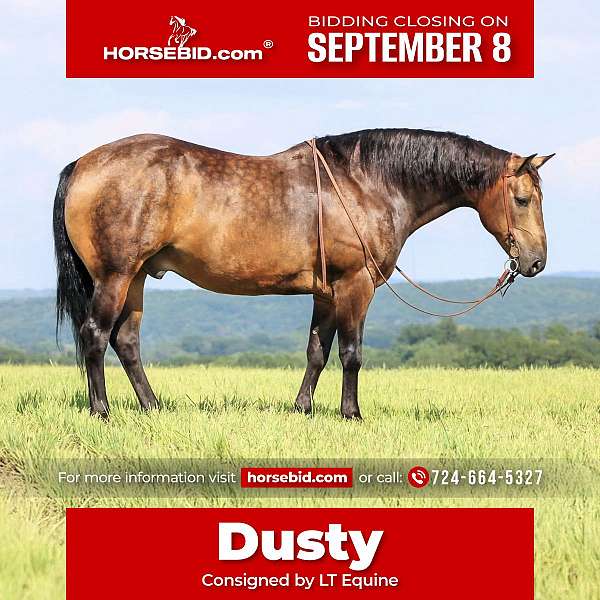 all-around-quarter-horse