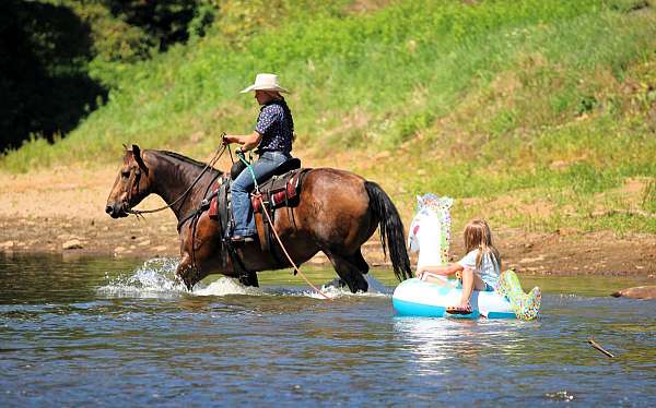 beginner-quarter-horse