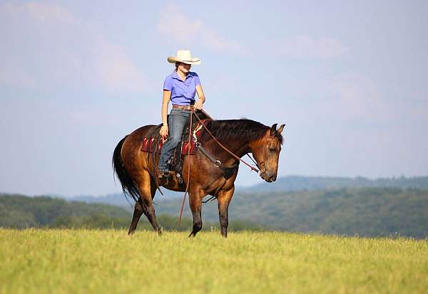 husband-safe-quarter-horse