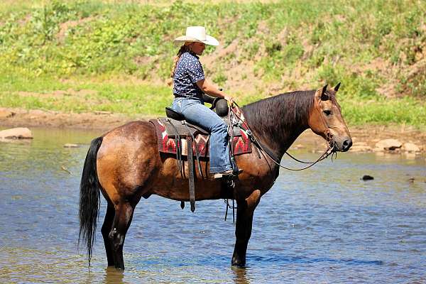 kid-safe-quarter-horse