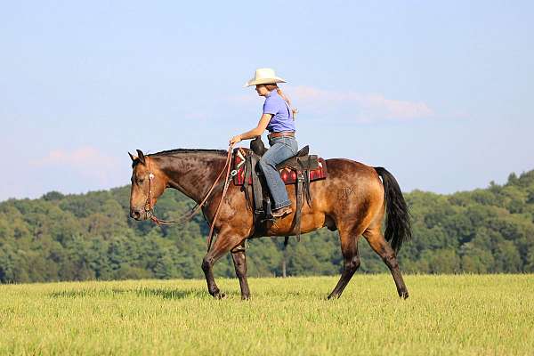 ranch-work-quarter-horse